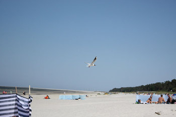 Möwe am Strand von Lubmin © Martin Grund