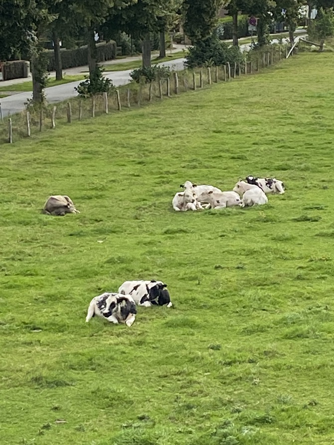 Ferienwohnung in Riepsdorf - Wohnung auf dem Lande - Bild 16