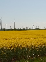 Ferienwohnung in Kabelhorst - Geißler - Rapsblüte