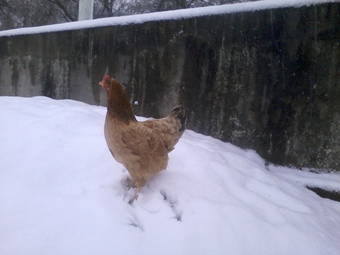 Ferienwohnung in Fehmarn OT Sulsdorf - Bauernhus - Berta im Schnee