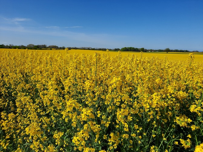 Ferienwohnung in Schwienkuhl - Ferienhof Hüttmann-Dreblow 1 - Rapsblüte