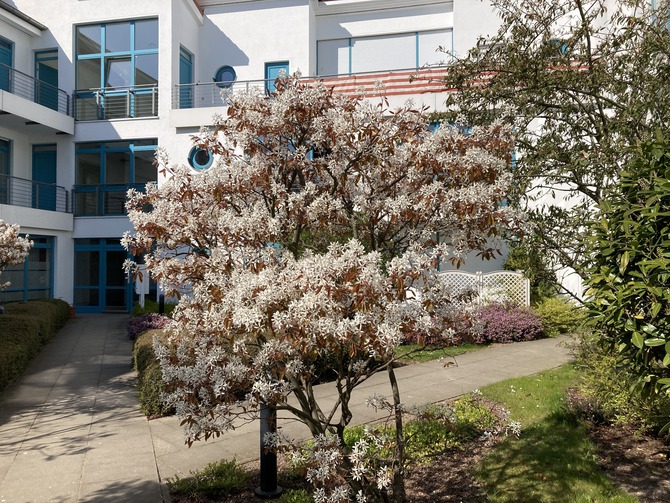 Ferienwohnung in Kühlungsborn - Strandstrasse-OstSeestern - Hauseingang im Frühling