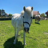 Ferienwohnung in Rettin - Bauernferienhof Kluvetasch Seestern - Pony Jerry erwartet euch