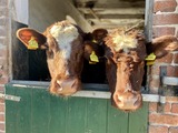 Ferienwohnung in Rettin - Bauernferienhof Kluvetasch Seestern - Dtsch Shorthorn