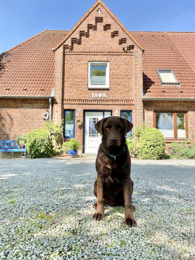 Ferienwohnung in Rettin - Bauernferienhof Kluvetasch Seestern - Unser Labrador Archie lässt grüßen