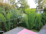 Ferienwohnung in Kesdorf - Hinrichsen - Blick von der Terrasse