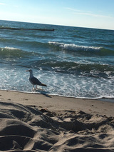 Ferienwohnung in Graal-Müritz - Ostseeperle - Möwe am Meer