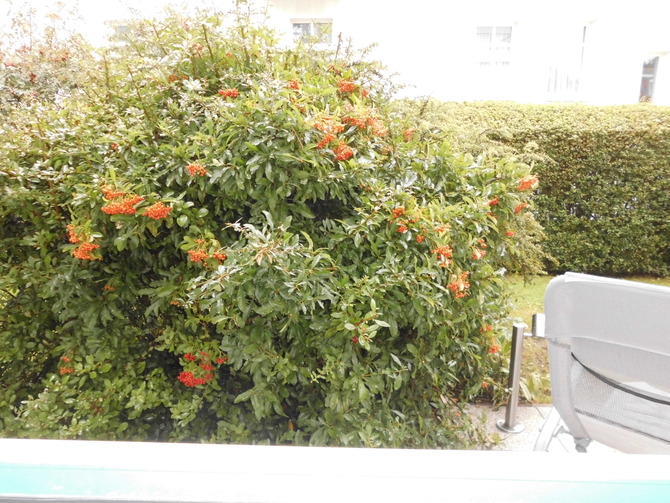 Ferienwohnung in Kühlungsborn - Strandstrasse-OstSeegarten - Blick aus dem Küchenfenster in den Garten