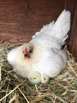 Ferienwohnung in Fehmarn OT Hinrichsdorf - Sonnenblume Nr.1 - Bild 18