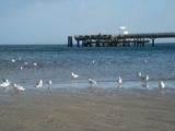 Ferienwohnung in Haffkrug - Strandläufer - Bild 11