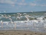Ferienwohnung in Haffkrug - Strandläufer - Bild 13