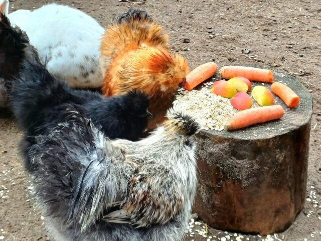 Ferienwohnung in Gr&ouml;mitz - "Pappelhof - Whg. 3" - Bild 25