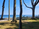 Ferienwohnung in Ostseebad Nienhagen - Urlaubswelt - Nienhäger Gespensterwald
