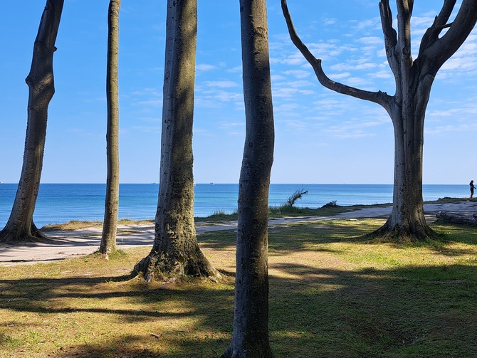 Ferienwohnung in Ostseebad Nienhagen - Urlaubswelt - Nienhäger Gespensterwald