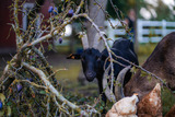 Ferienwohnung in Klaustorf - Meeresrauschen (Whg. 5) - Bild 17