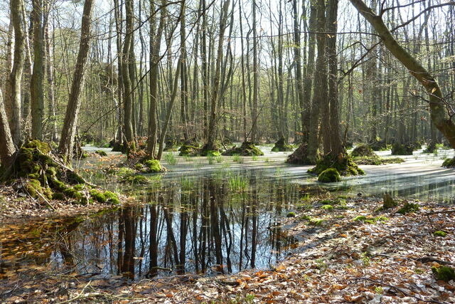 Ferienwohnung in Prerow - FeWo Leuchtturm - Heuser Prerow - Bild 14