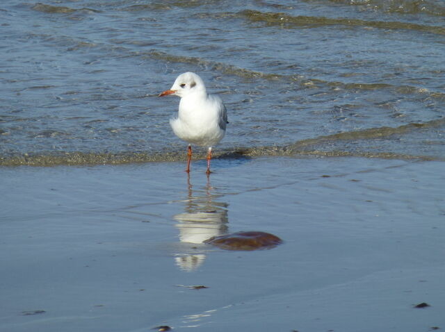 Ferienhaus in Zingst - SONDERPREISE Juni/ September 2025 --- beliebtes FH "Möwe" - nur 2 Minuten vom Strand... WLAN inklusive... - Bild 25