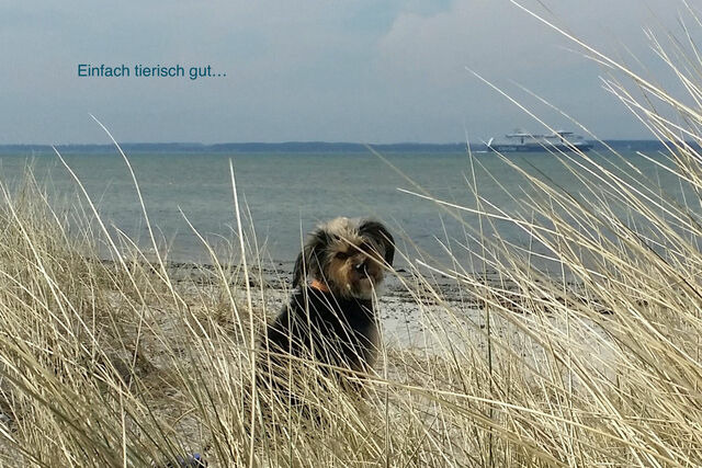Ferienwohnung in Wendtorf - Whg. Silberm&ouml;we - Haus Nordlichter - Bild 9