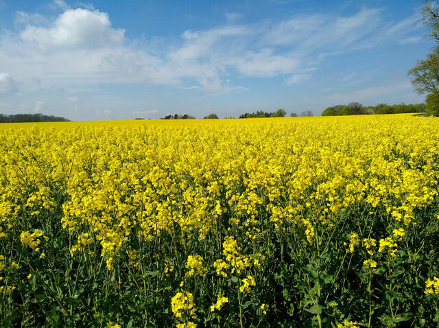 Ferienwohnung in Sellin - Fische - Sellin - Bild 20