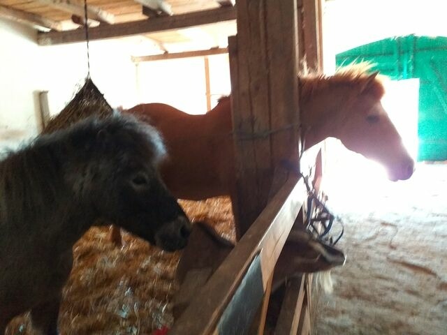 Ferienwohnung in Fehmarn OT Neujellingsdorf - Bauernhof H&ouml;per-Rauert - Reihenhaus 4 - Bild 19