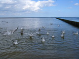 Einzelzimmer in Zempin - Ferienzimmer am Walde - Bild 17